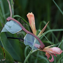 Load image into Gallery viewer, Nilerun Classic Business Rectangle Semi rim Half rimless Natural Wood Wooden Optical Eyelasses Reading Glasses Eyewear Frame